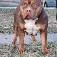 Dog Featured Image