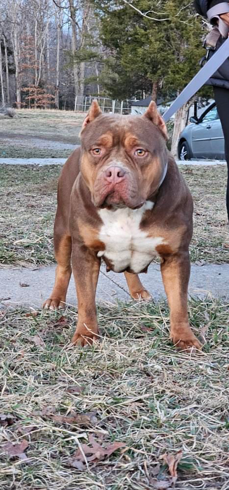 Dog Featured Image