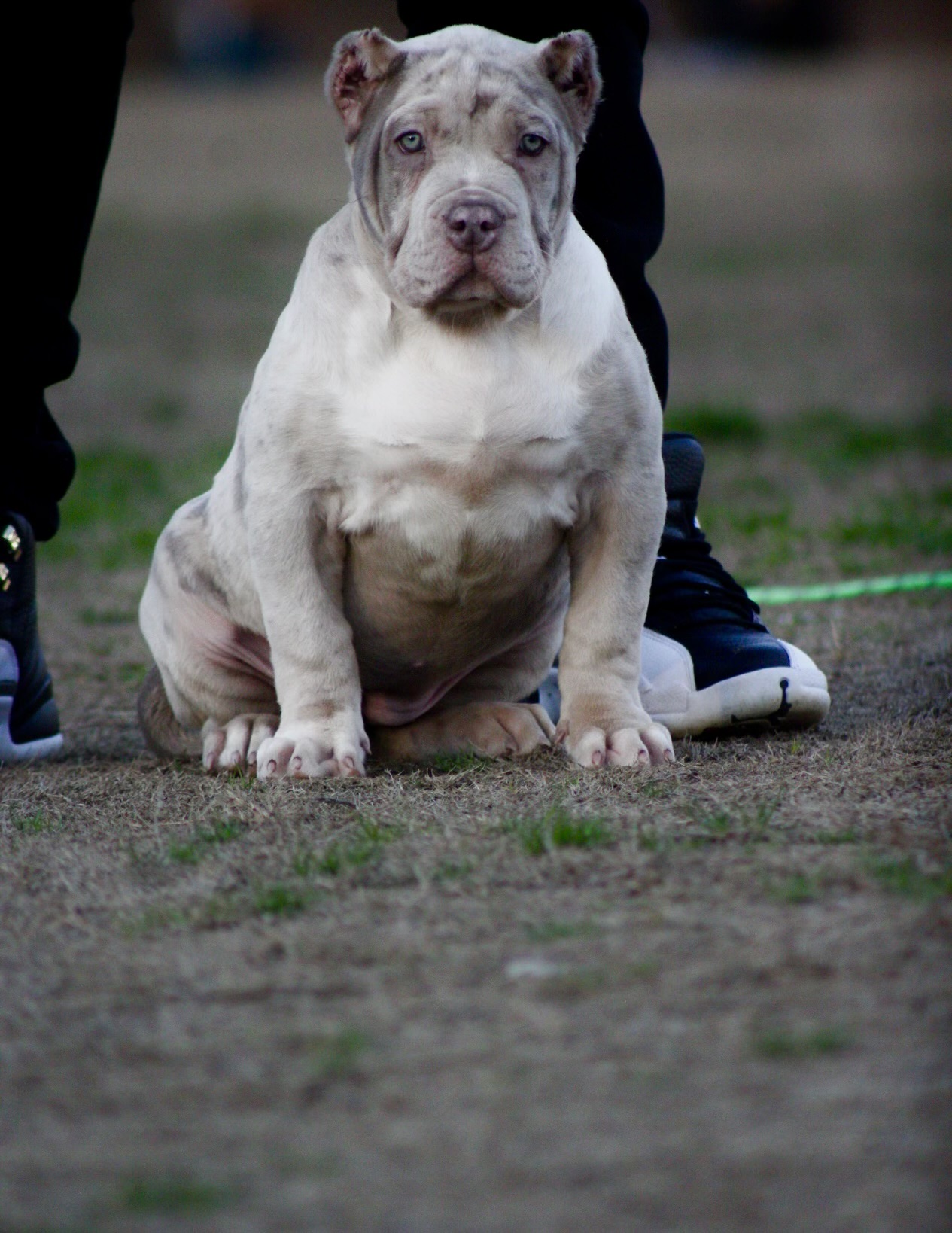 Dog Featured Image
