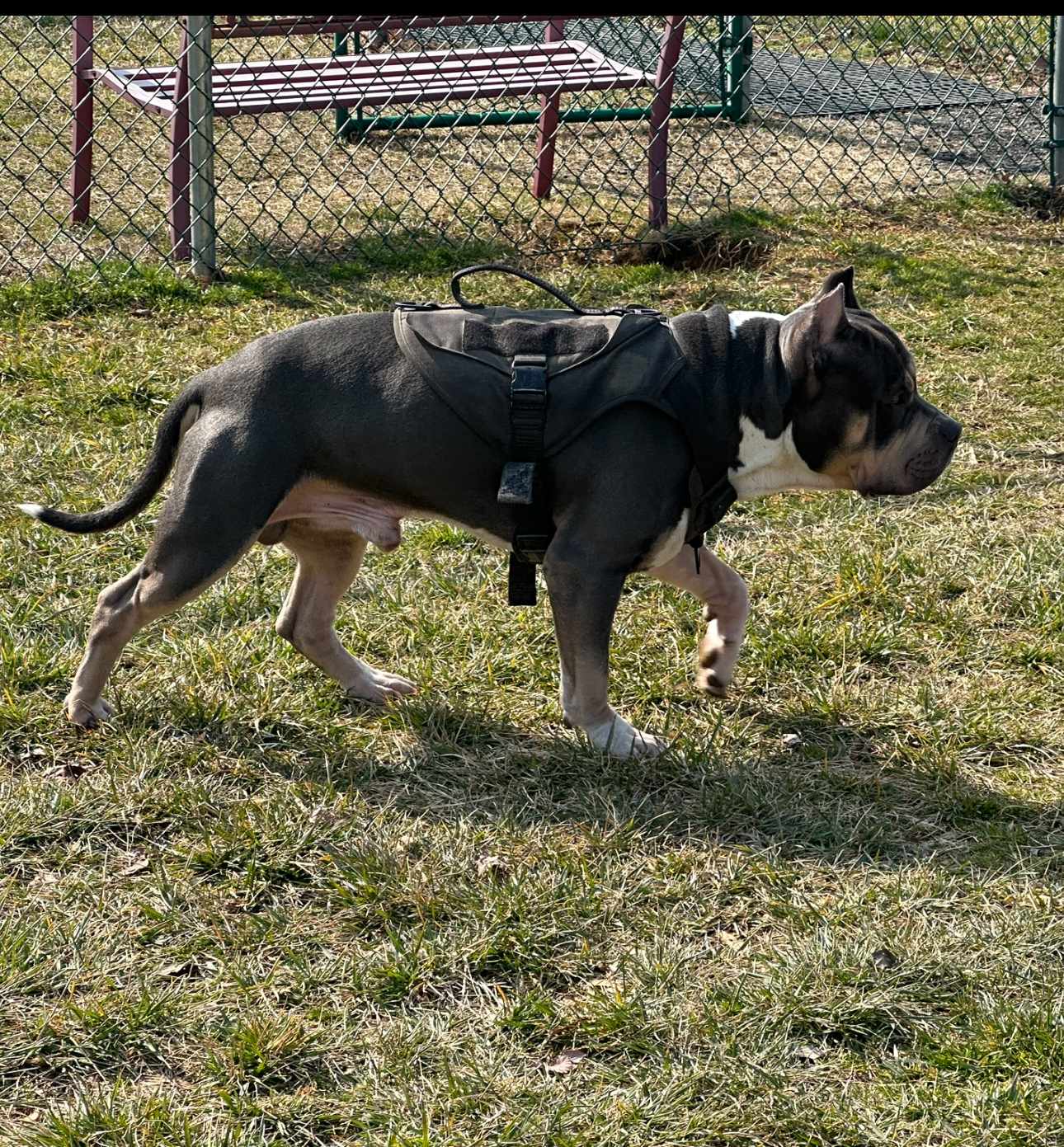 Dog Featured Image