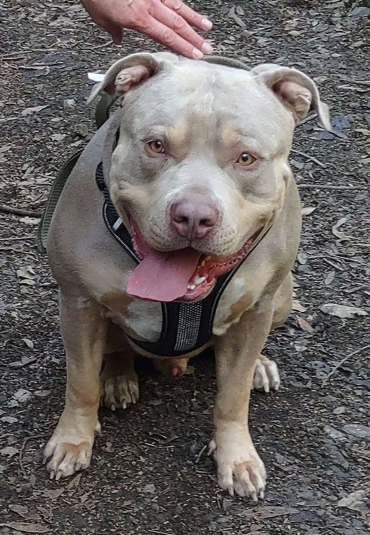 Dog Featured Image