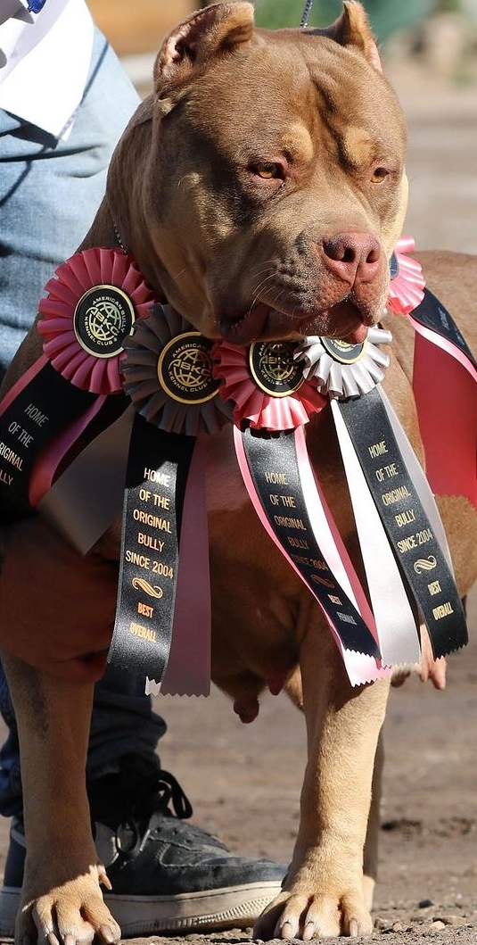 Dog Featured Image