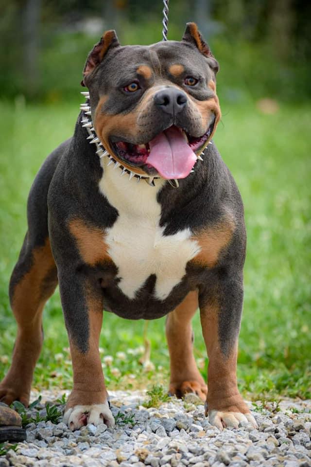 Dog Featured Image