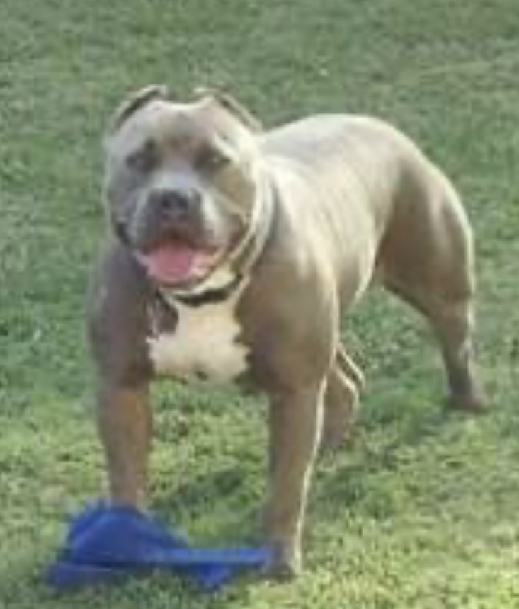 Dog Featured Image
