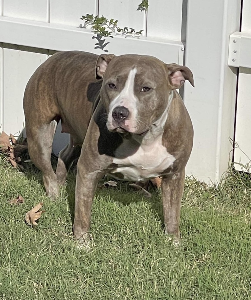 Dog Featured Image