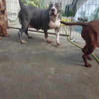 Dog Featured Image
