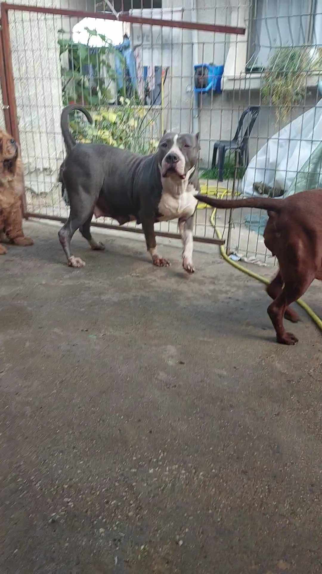 Dog Featured Image
