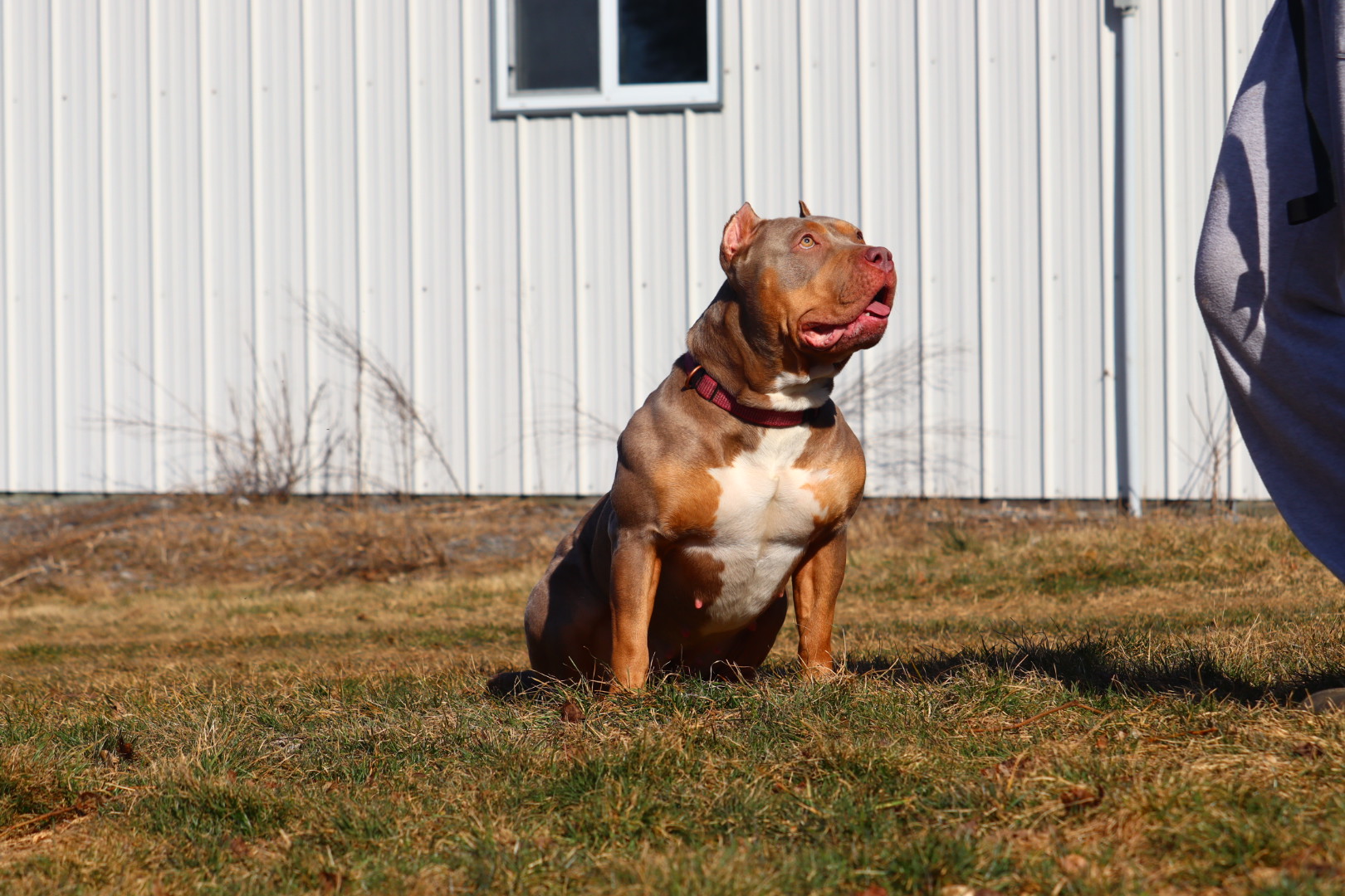 Dog Featured Image
