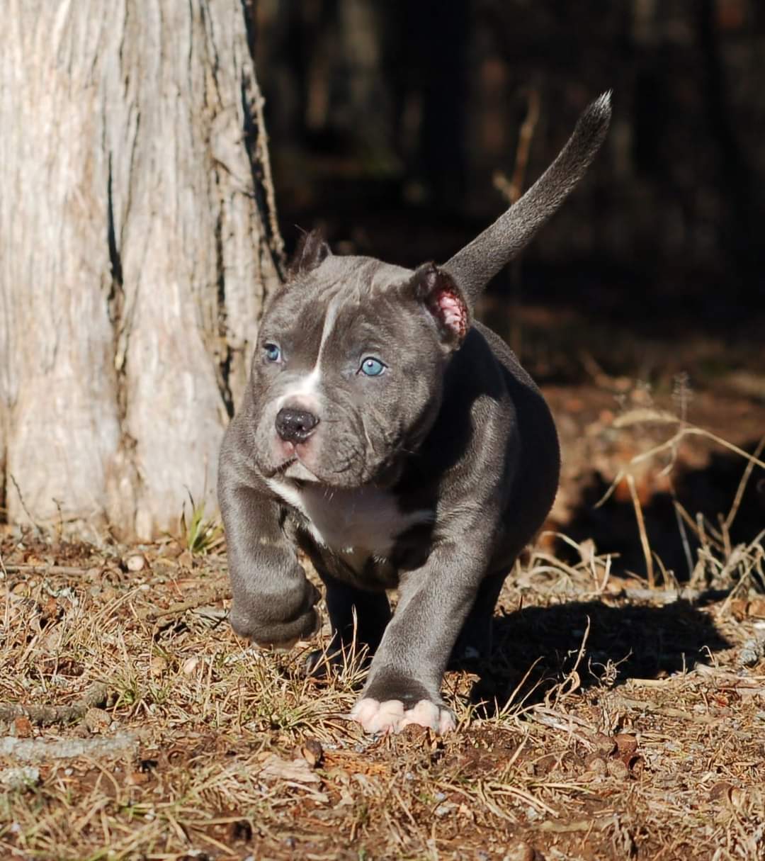 Dog Featured Image