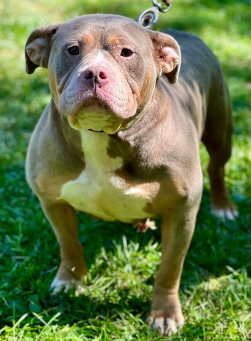 Dog Featured Image