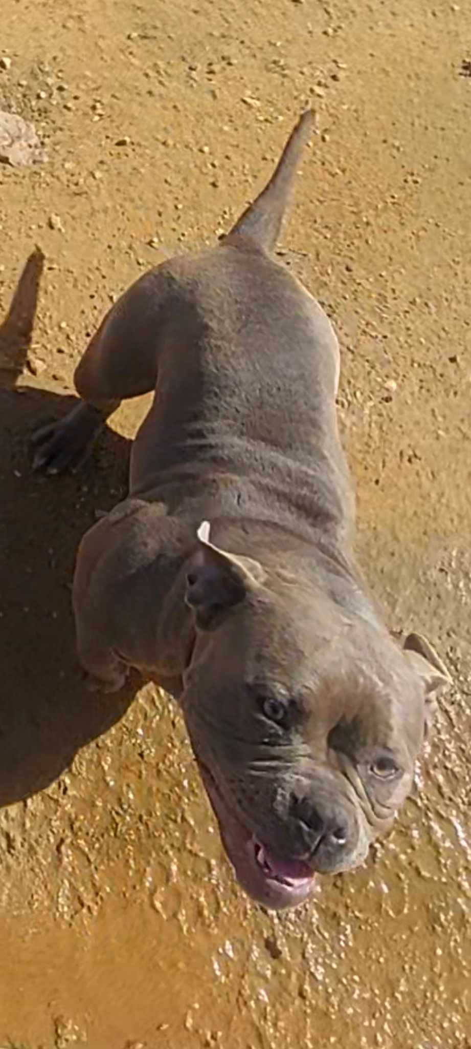 Dog Featured Image