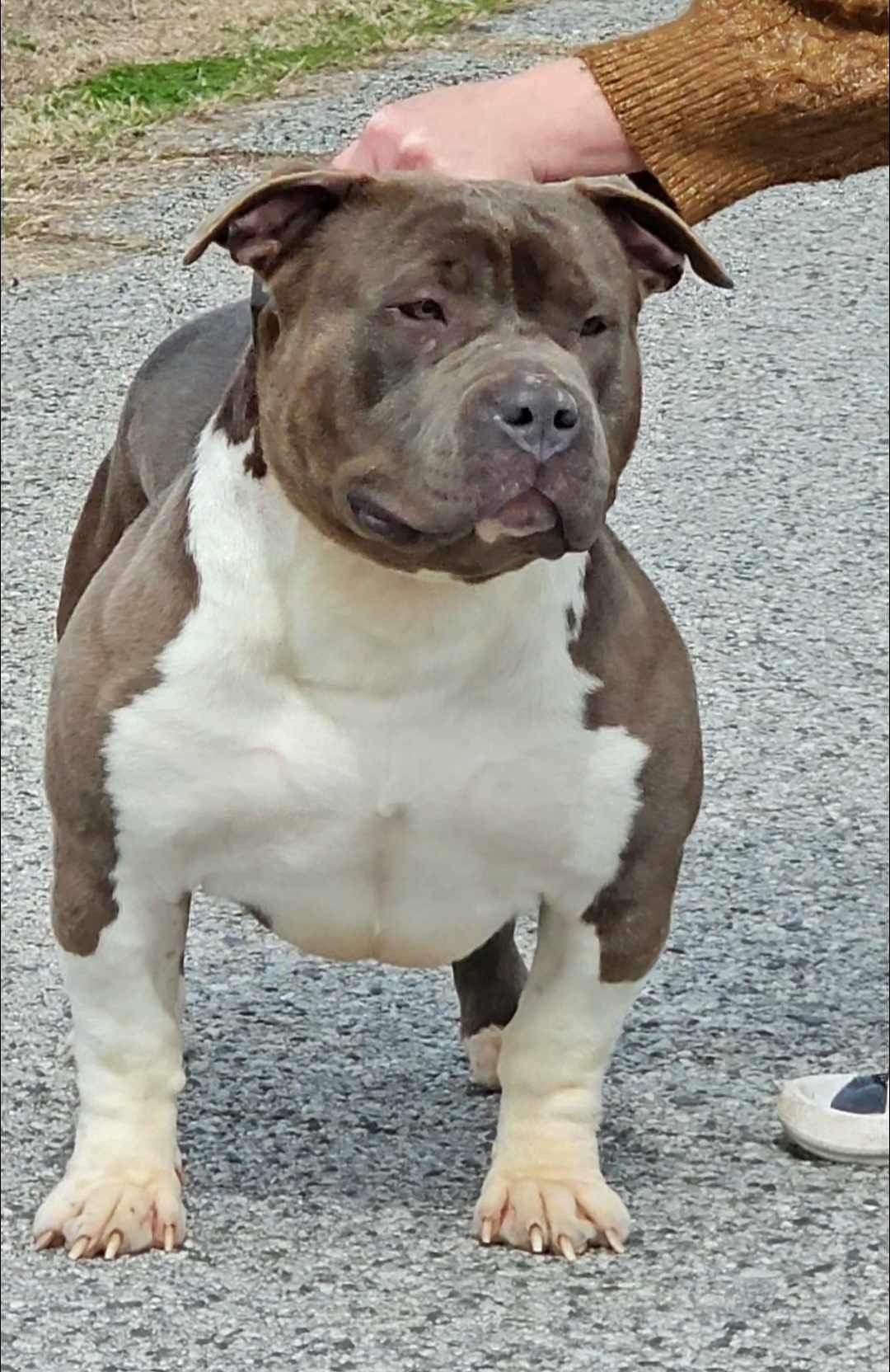 Dog Featured Image