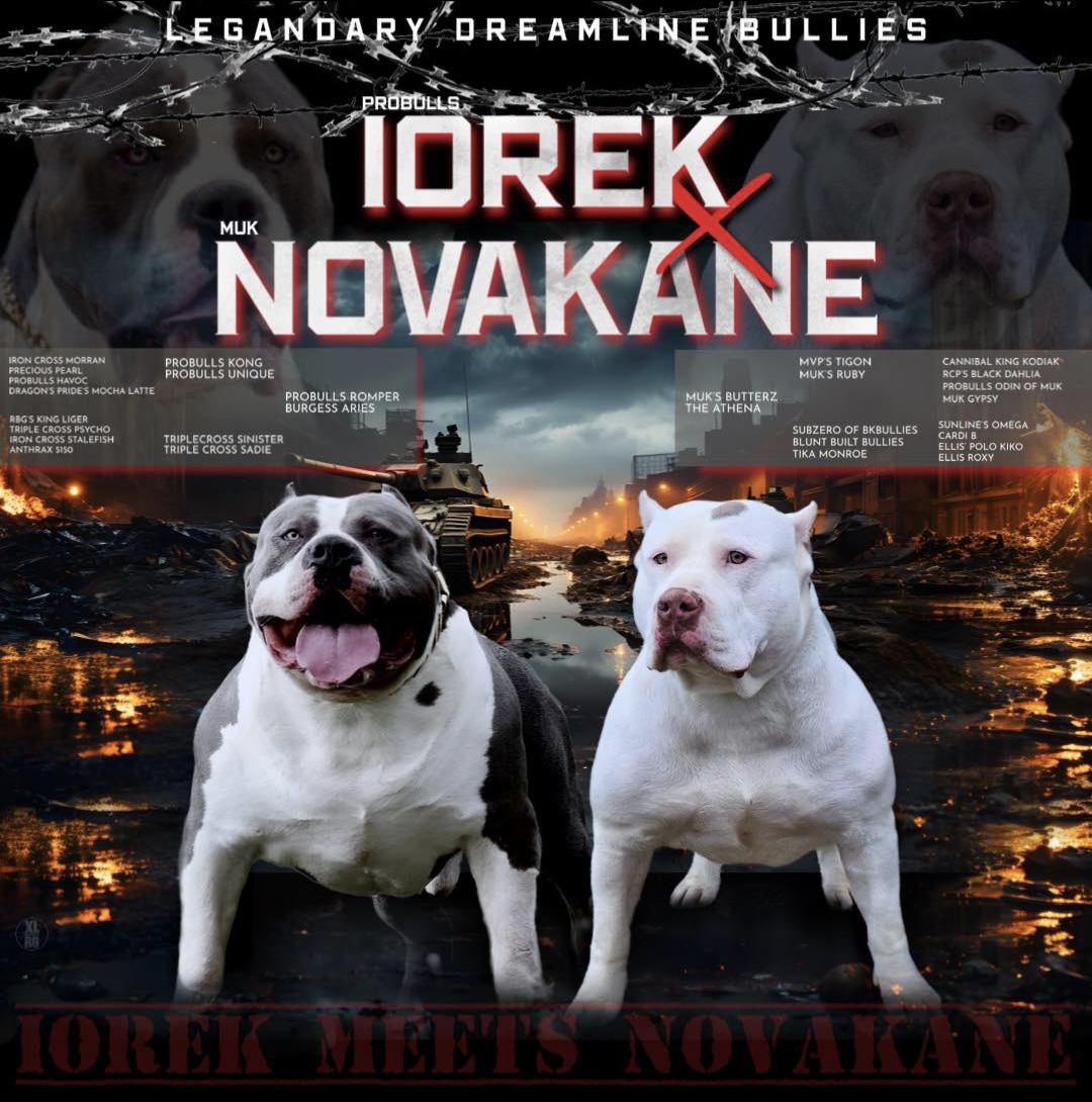 Dog Featured Image
