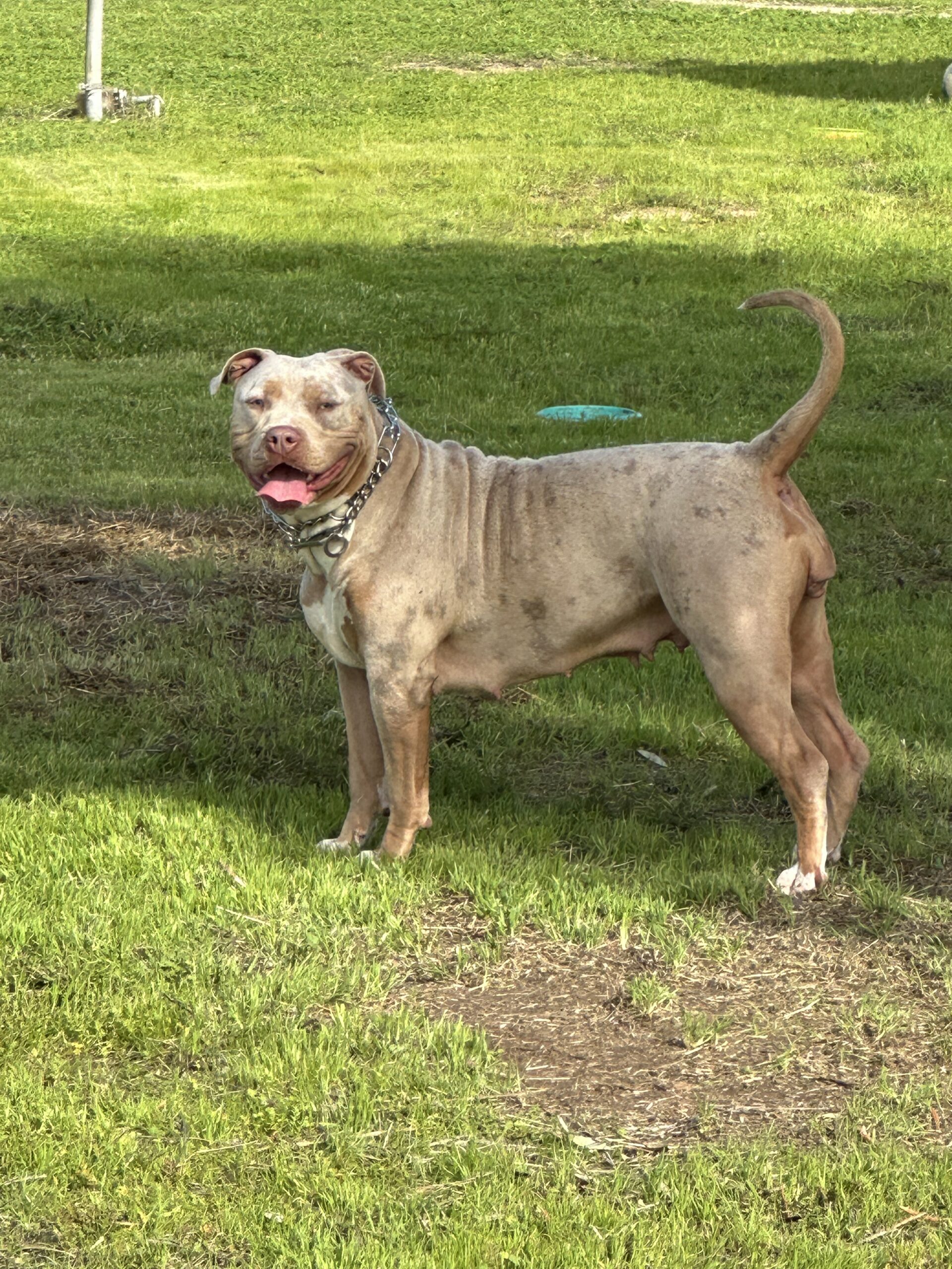 Dog Featured Image