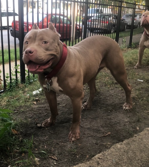 Dog Featured Image