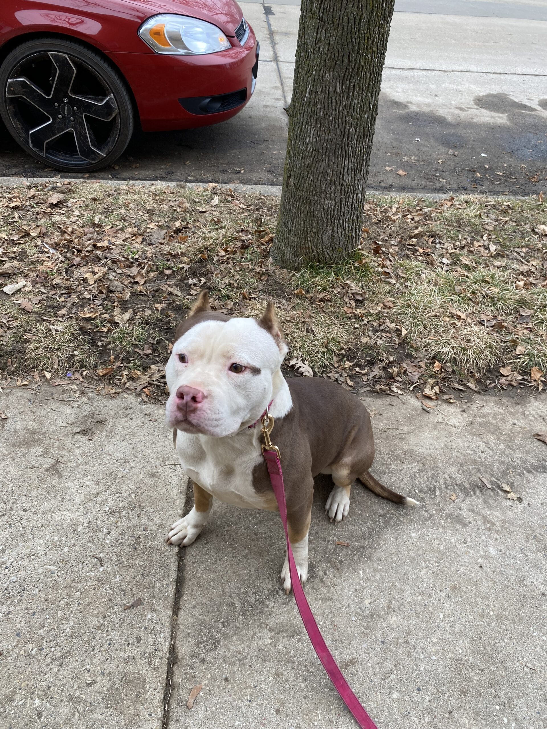 Dog Featured Image
