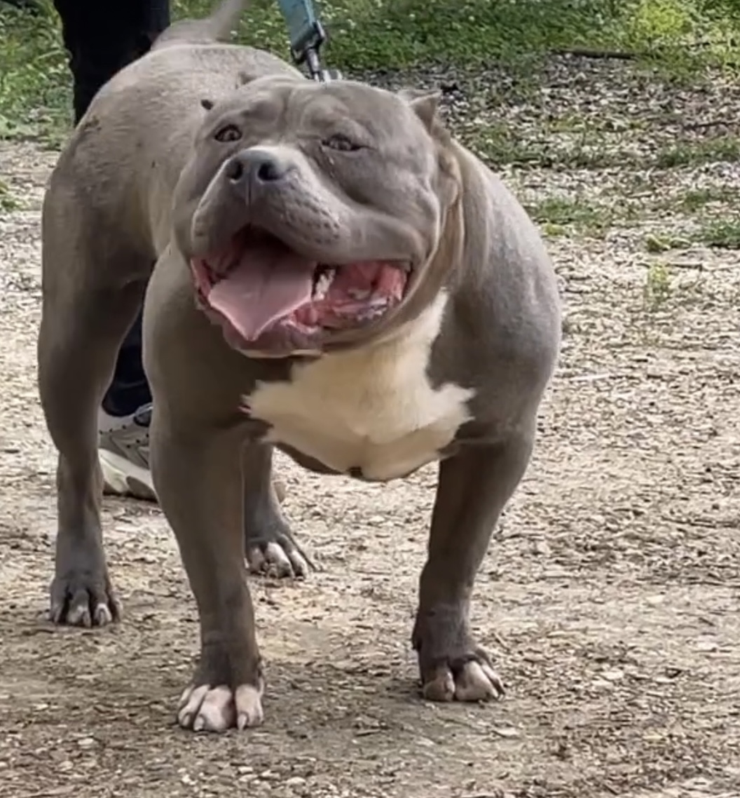 Dog Featured Image