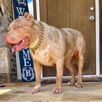 Dog Featured Image