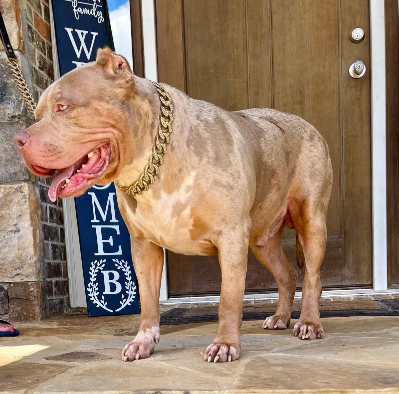 Dog Featured Image
