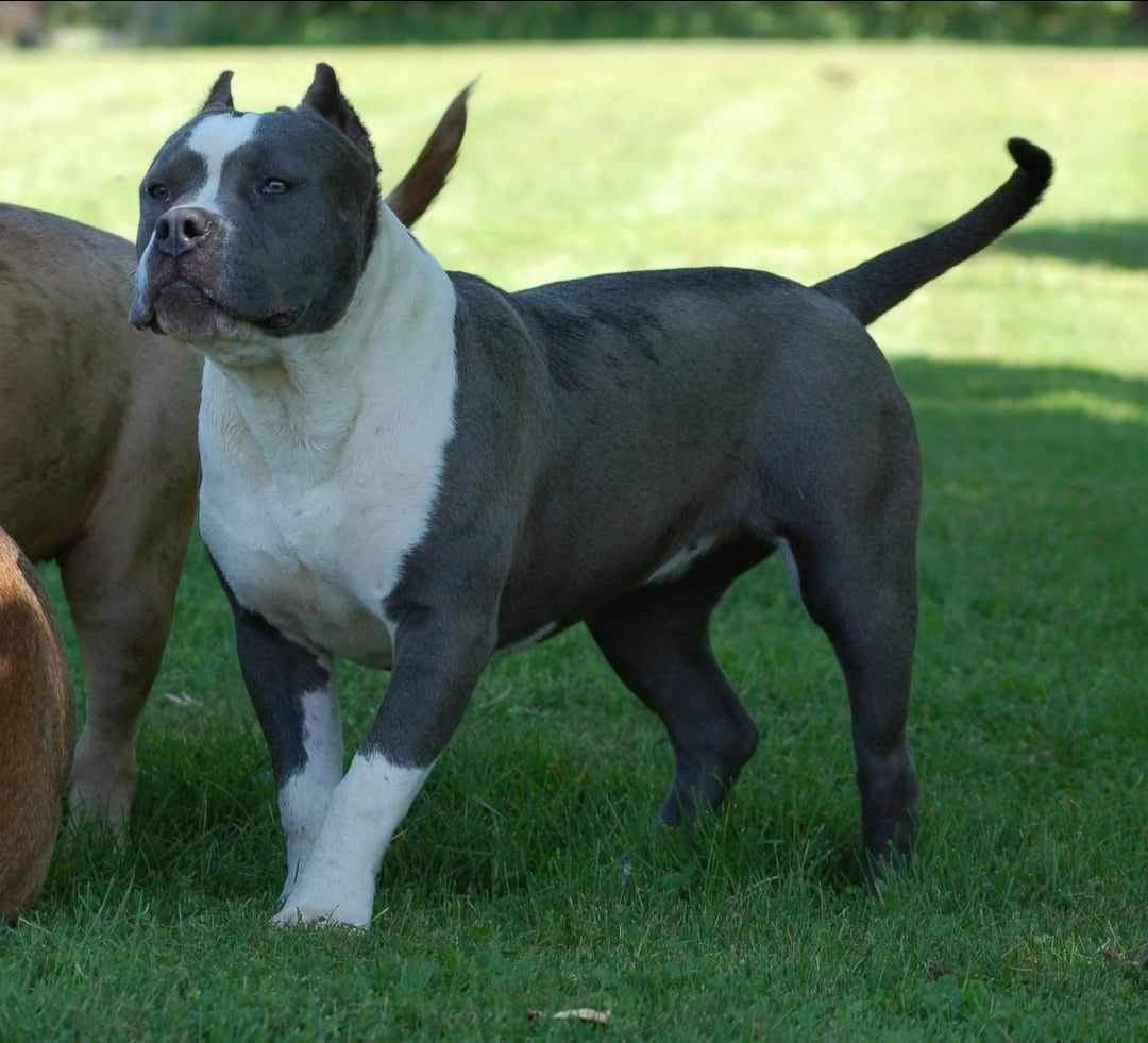 Dog Featured Image