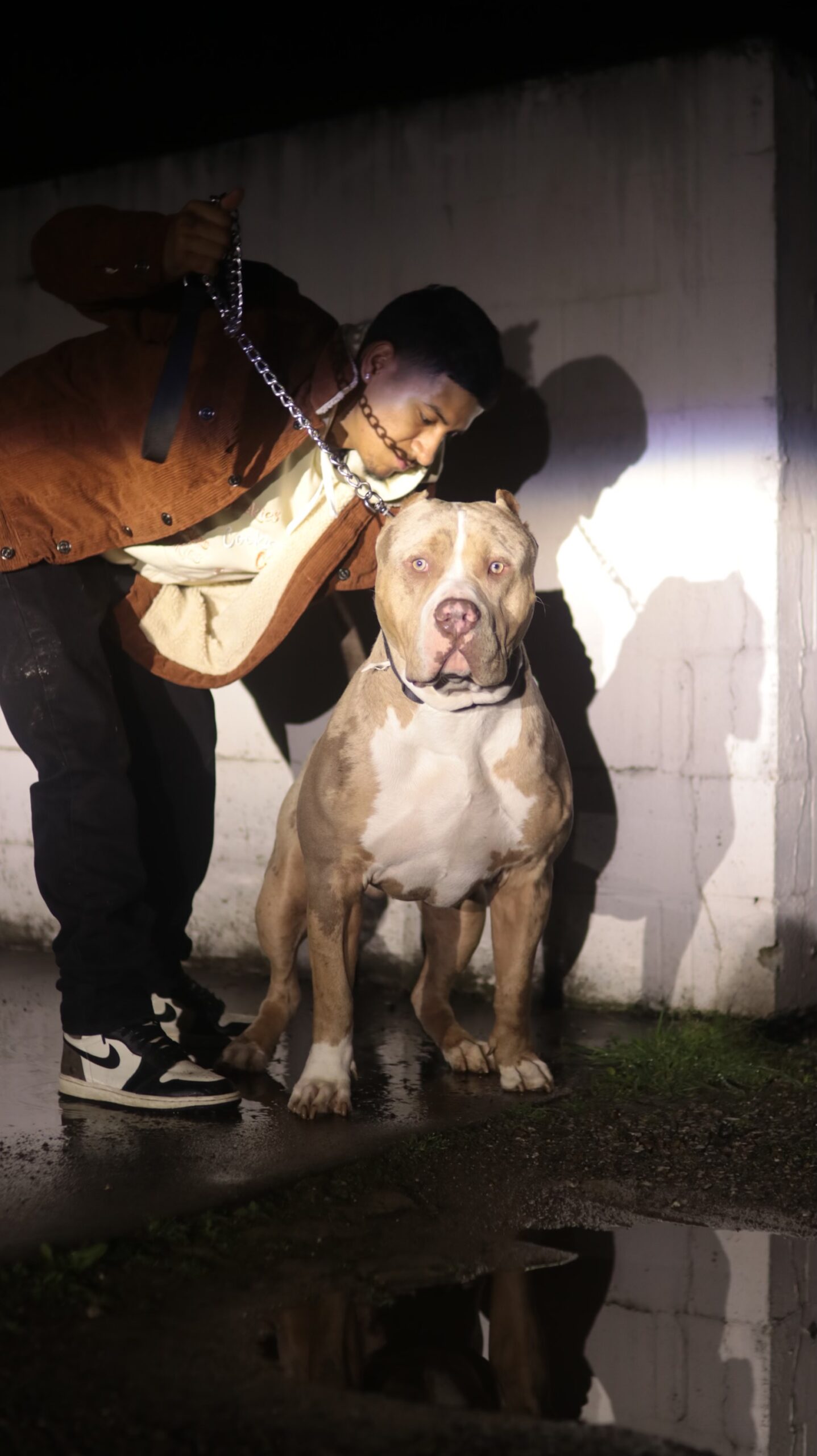 Dog Featured Image