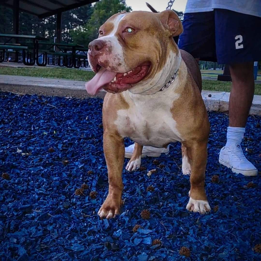 Dog Featured Image
