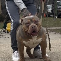 Dog Featured Image