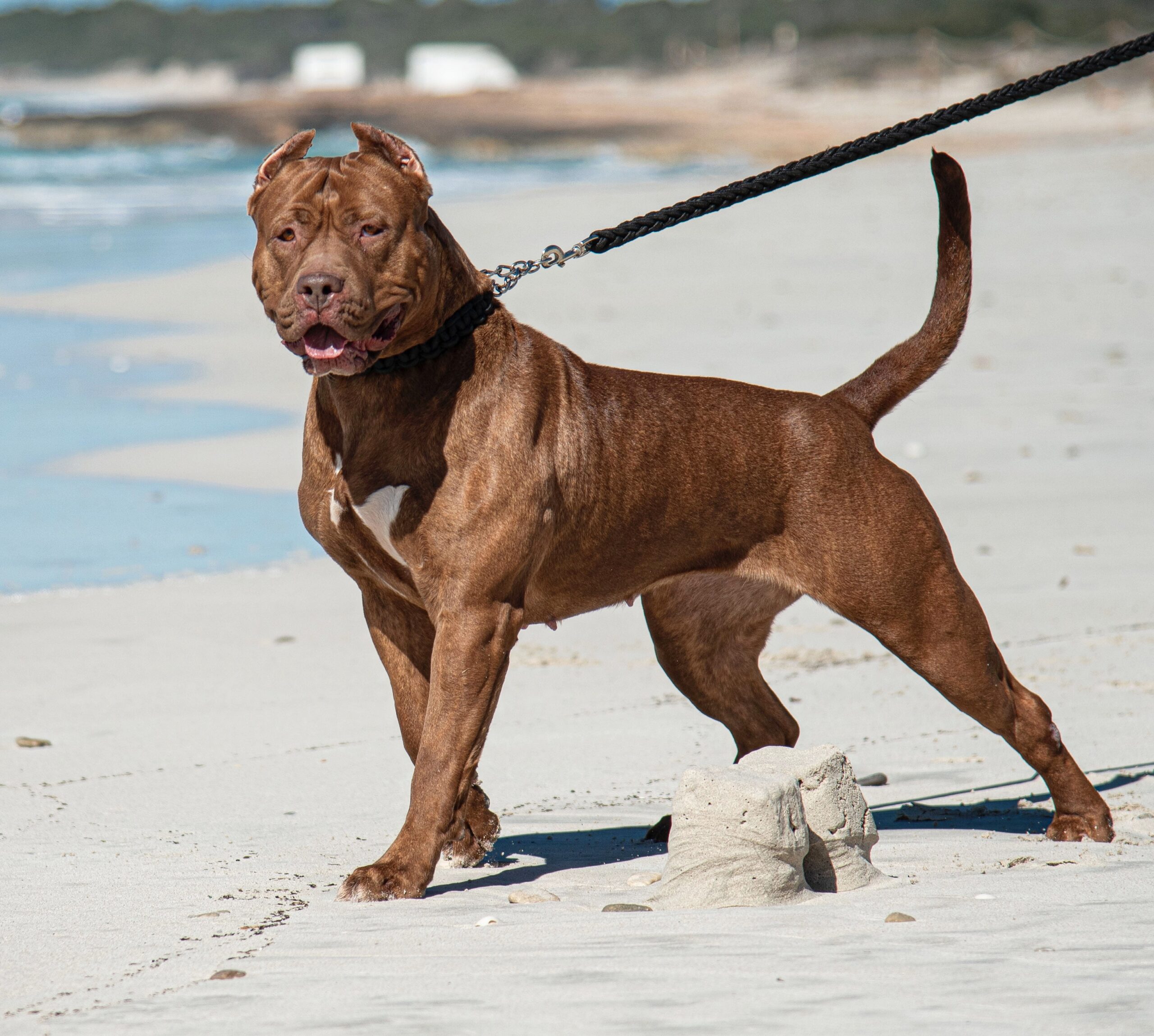 Dog Featured Image