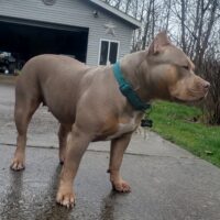 Dog Featured Image