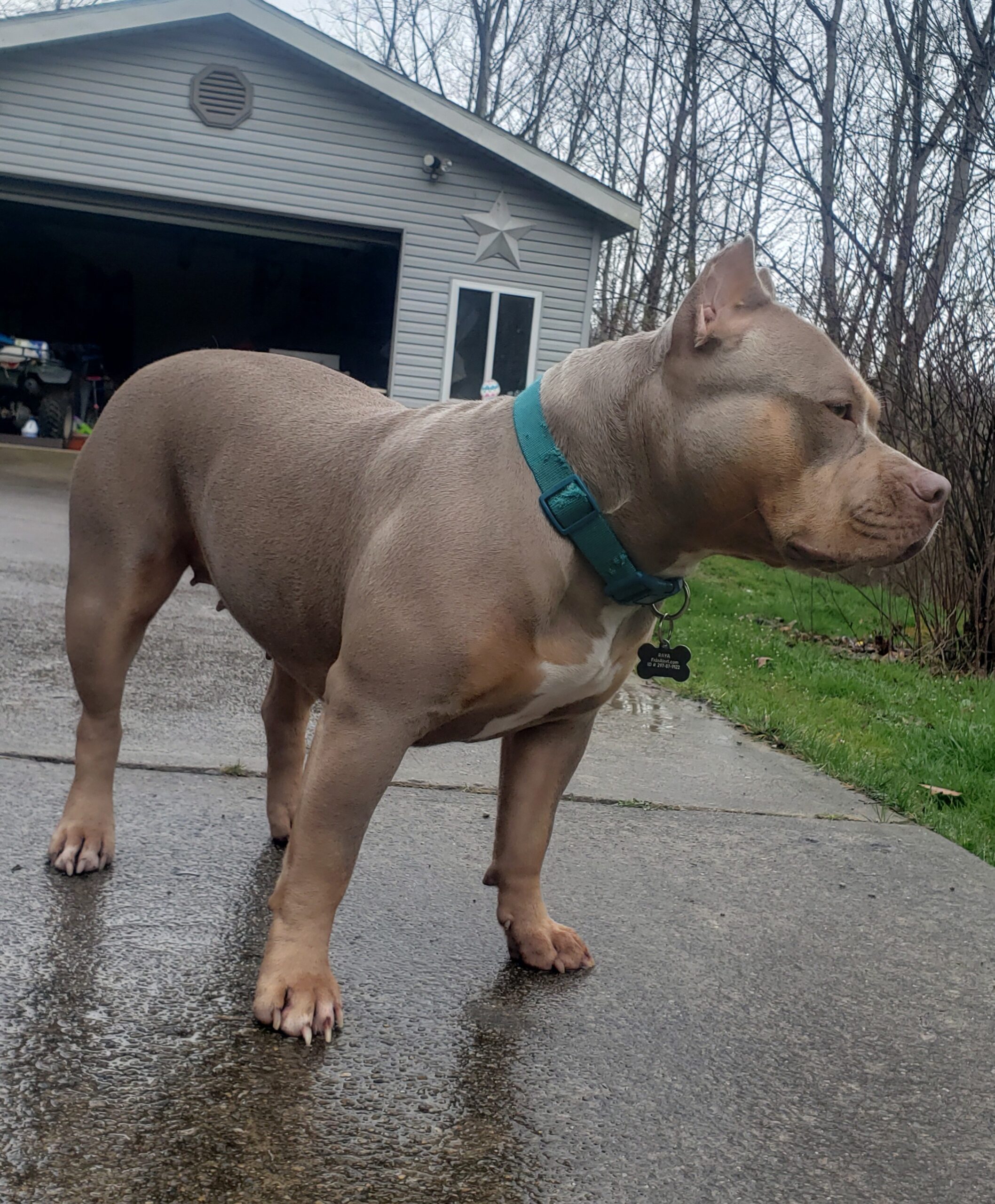 Dog Featured Image