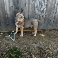 Dog Featured Image