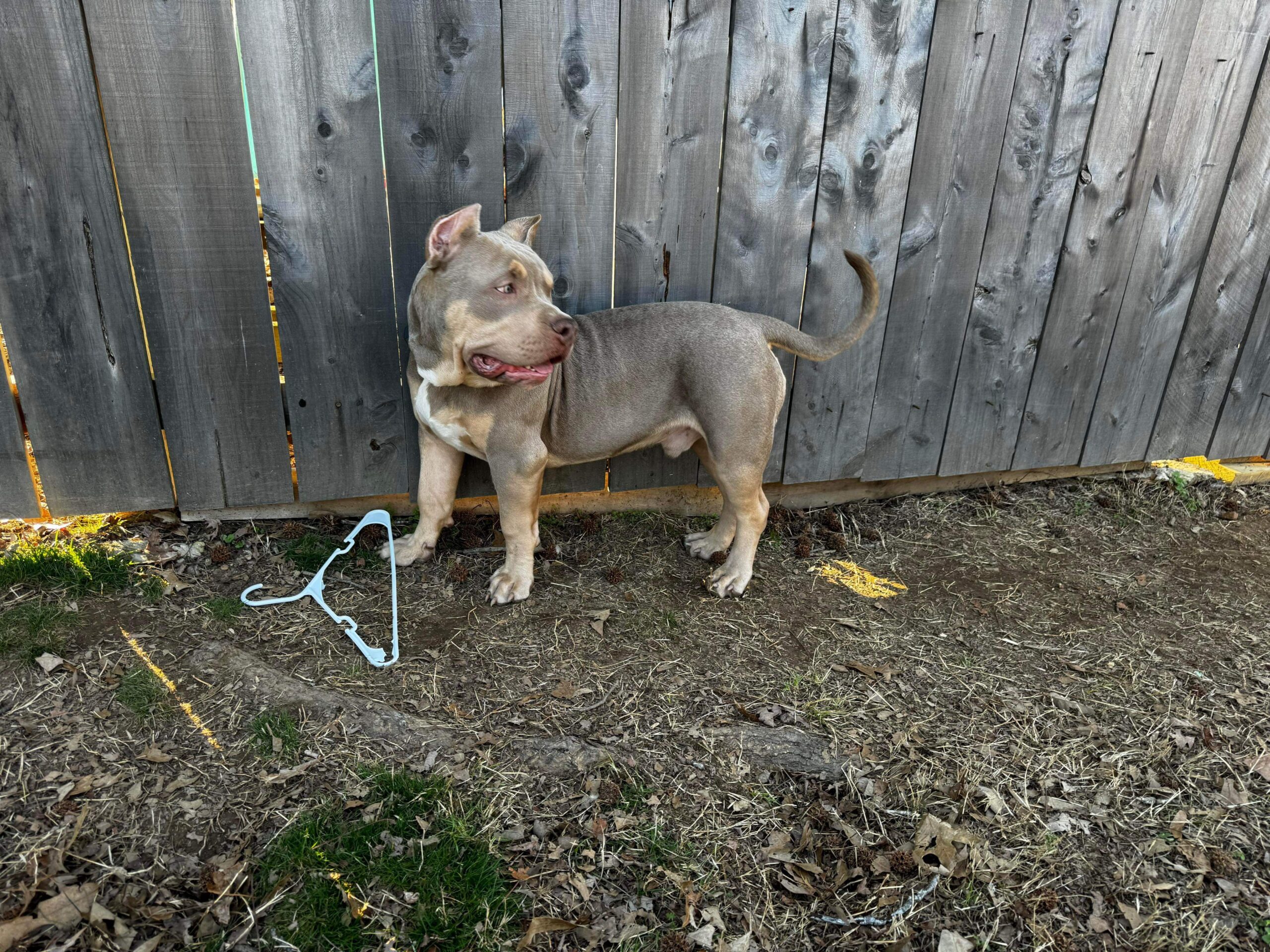 Dog Featured Image