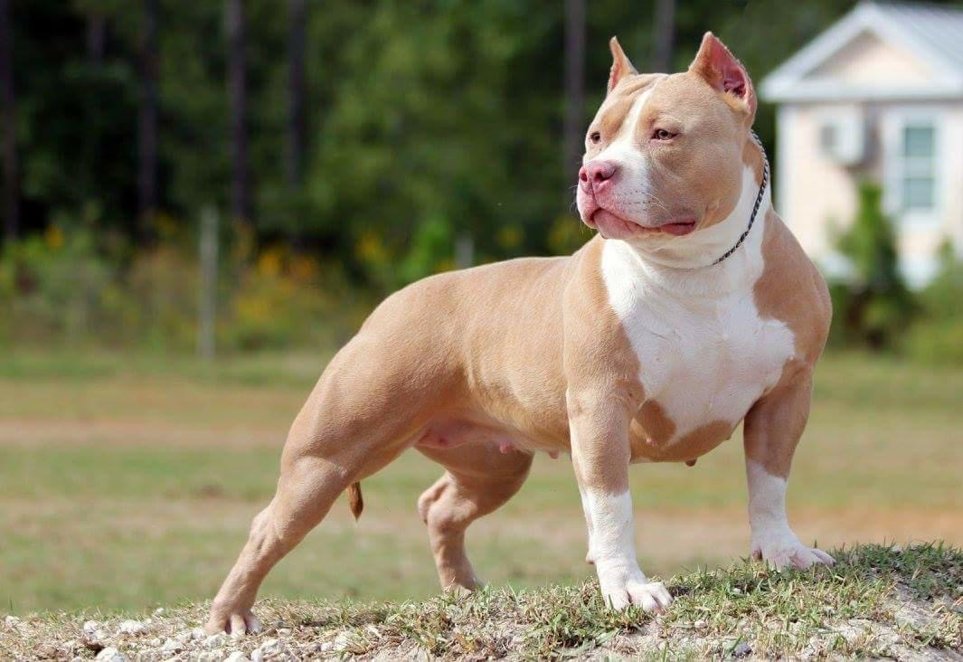 Dog Featured Image