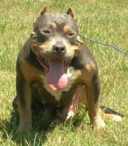 Dog Featured Image