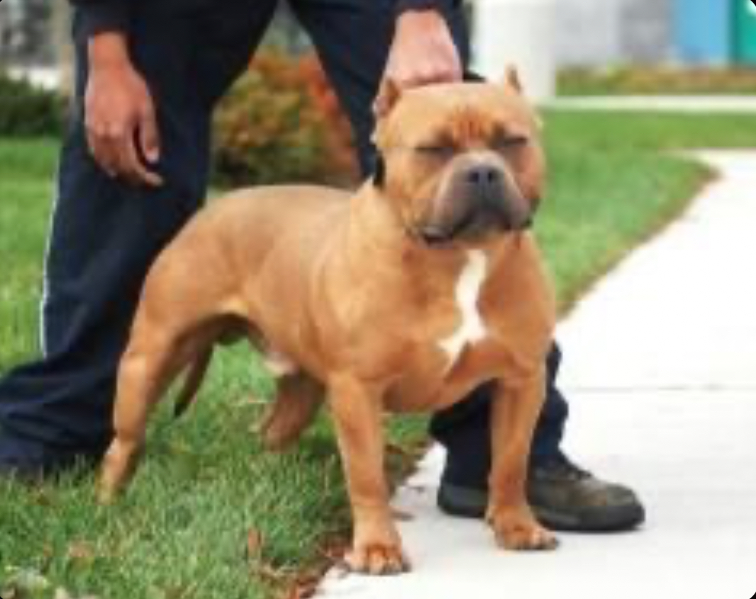 Dog Featured Image