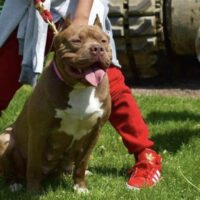 Dog Featured Image