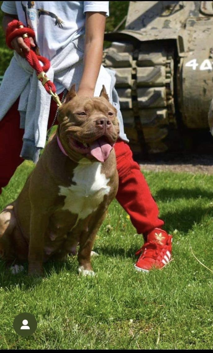 Dog Featured Image