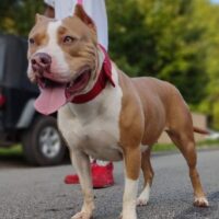 Dog Featured Image