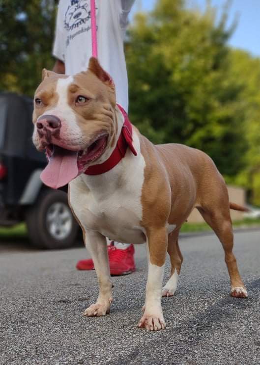 Dog Featured Image