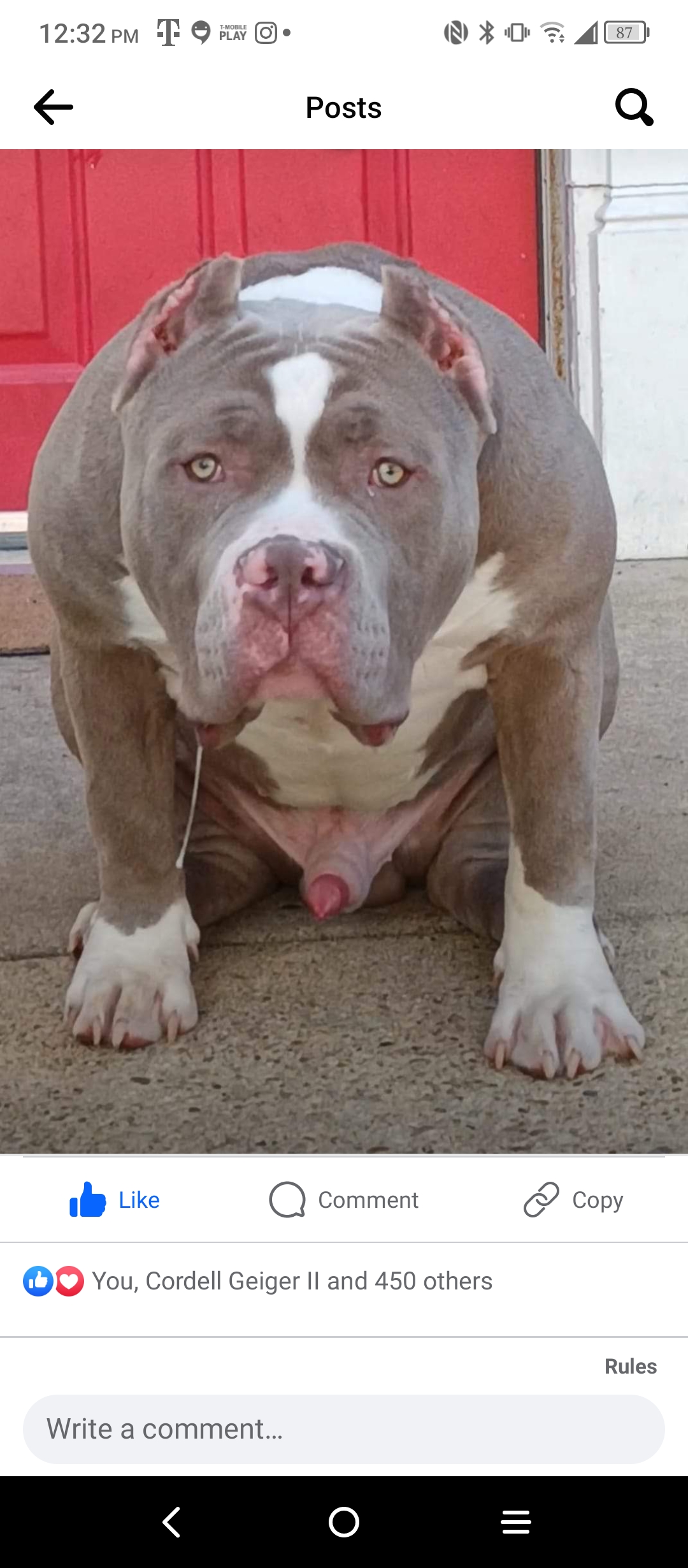 Dog Featured Image