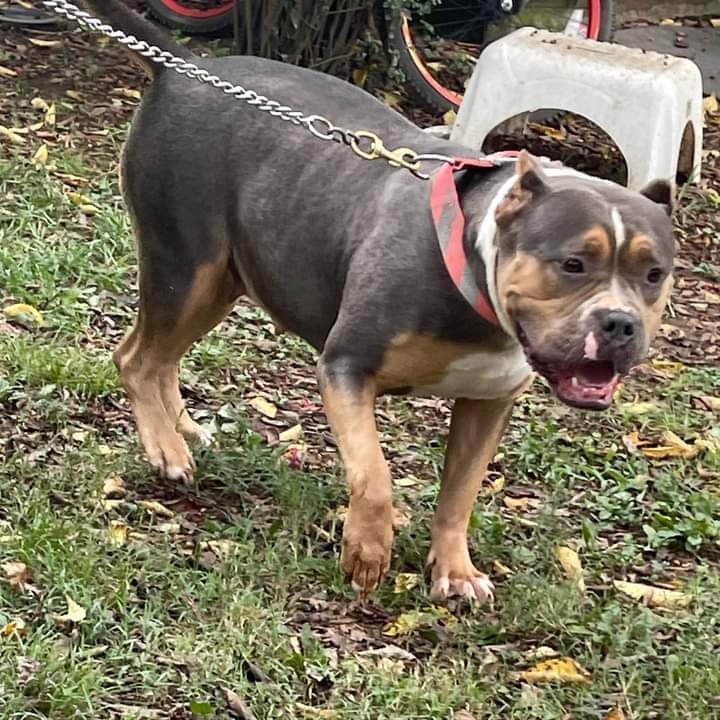 Dog Featured Image