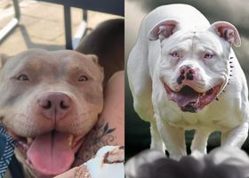 Dog Featured Image