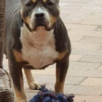 Dog Featured Image
