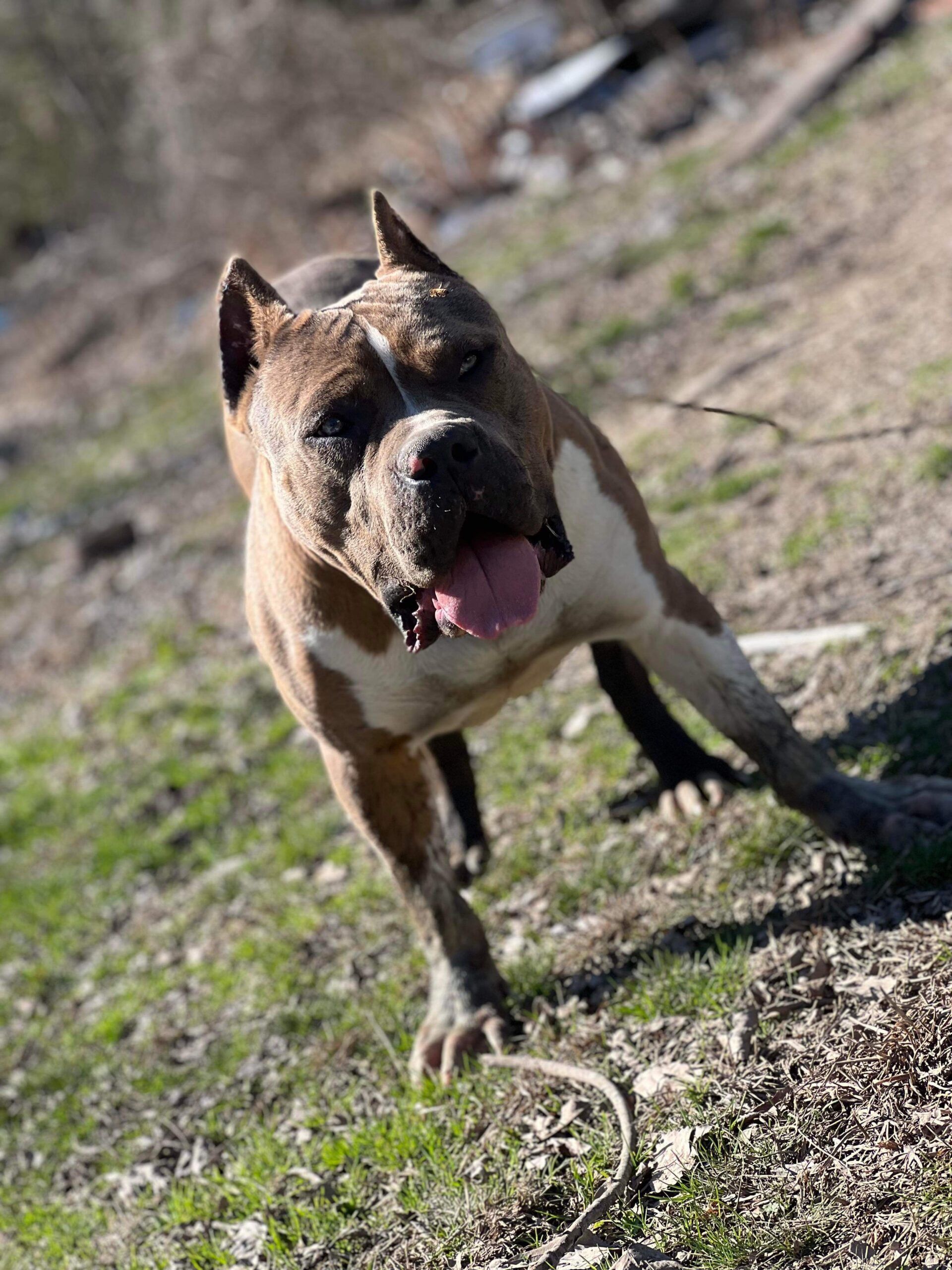 Dog Featured Image