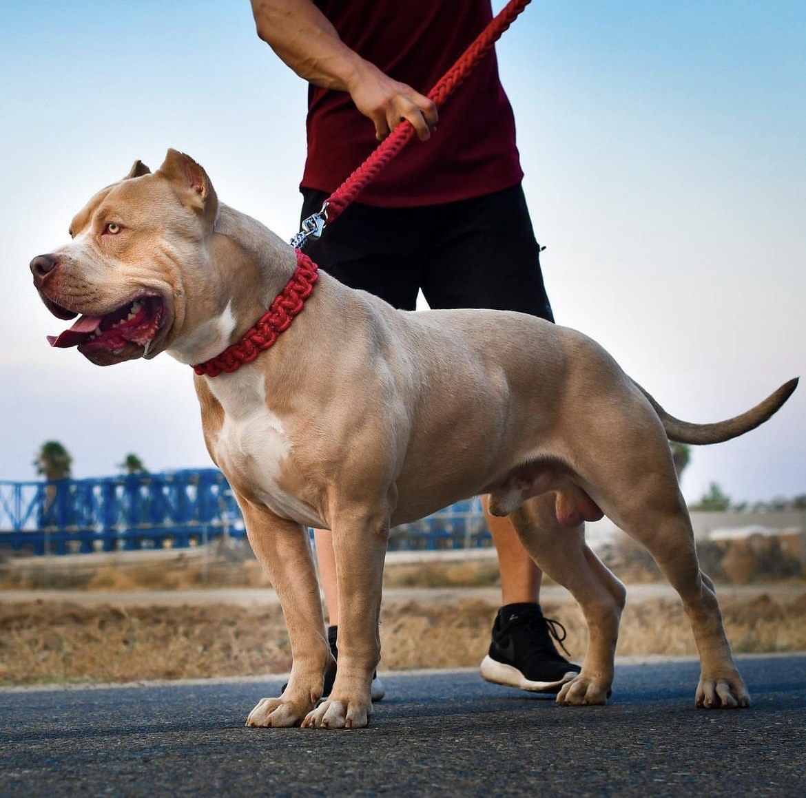 Dog Featured Image