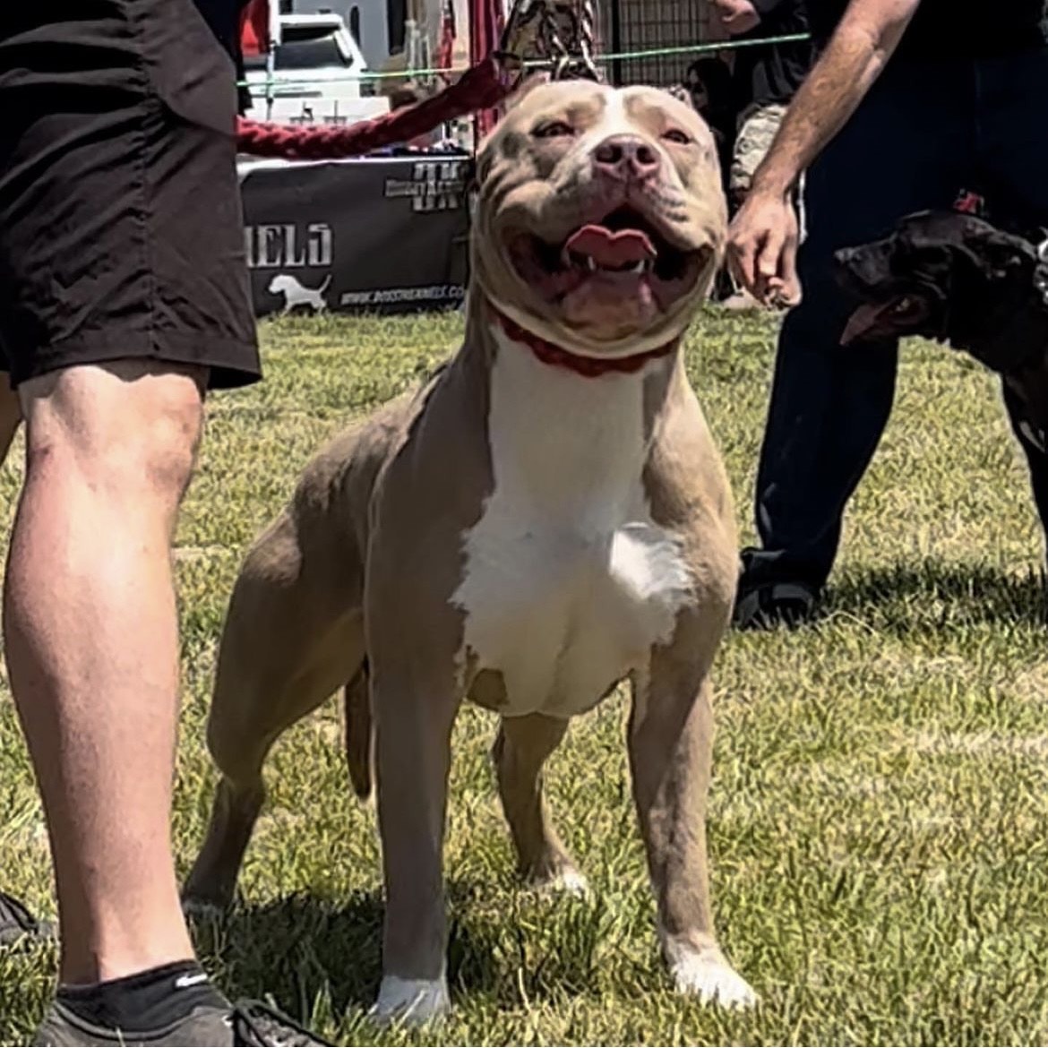 Dog Featured Image