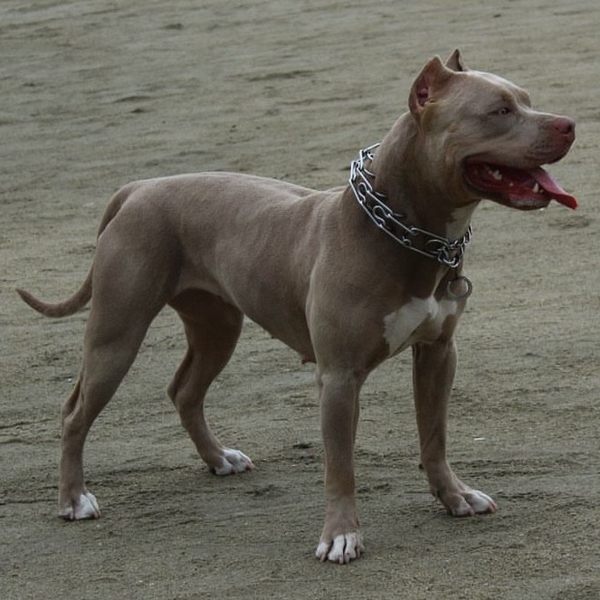 Dog Featured Image