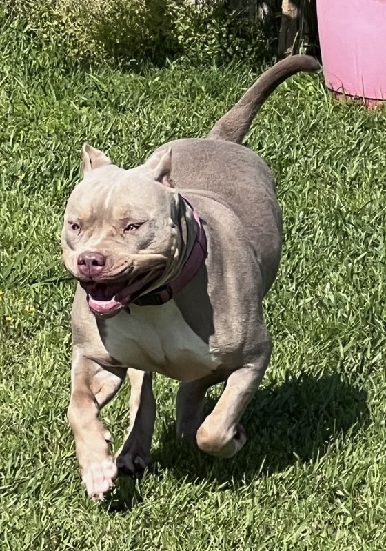 Dog Featured Image