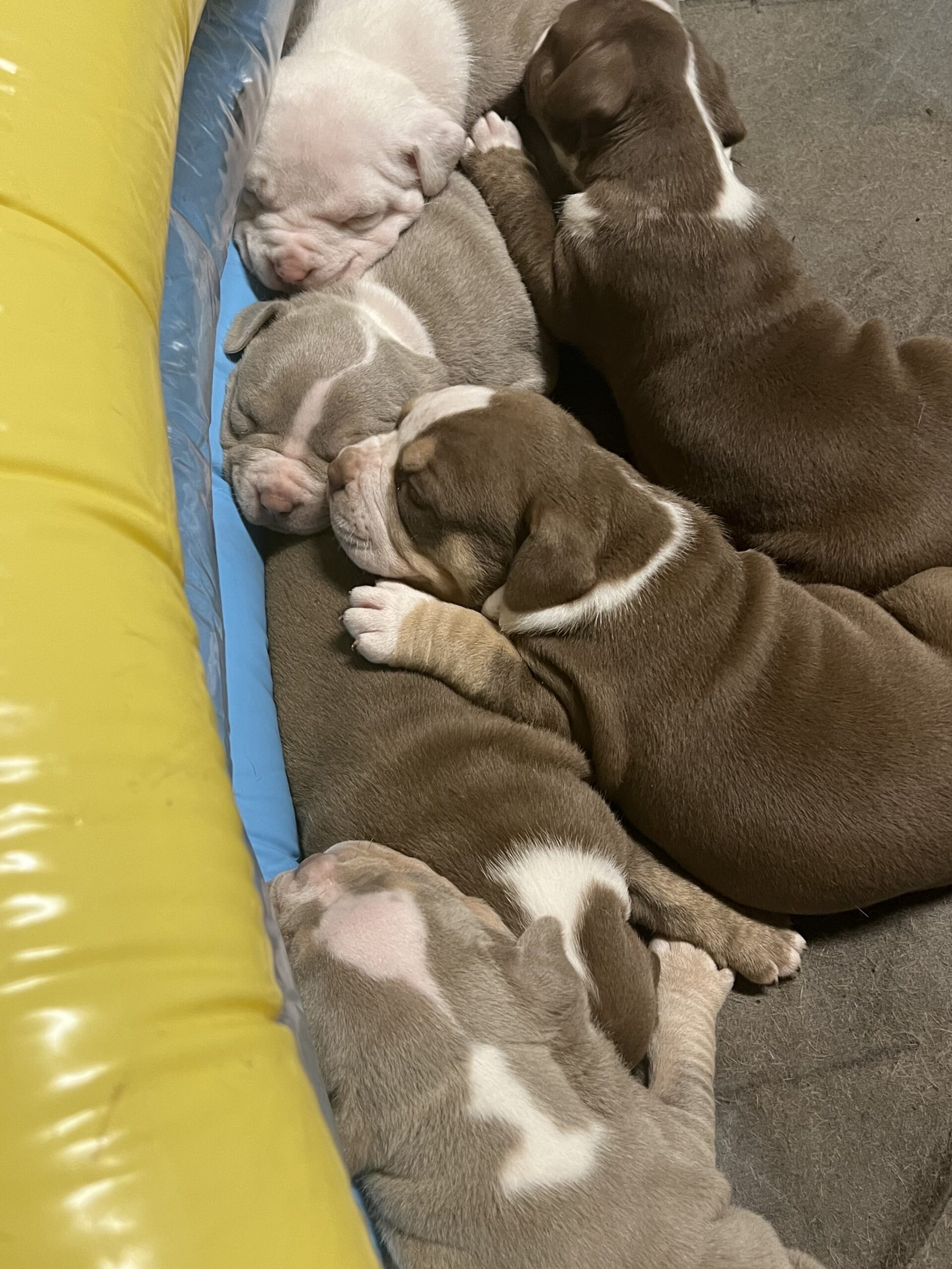 Dog Featured Image