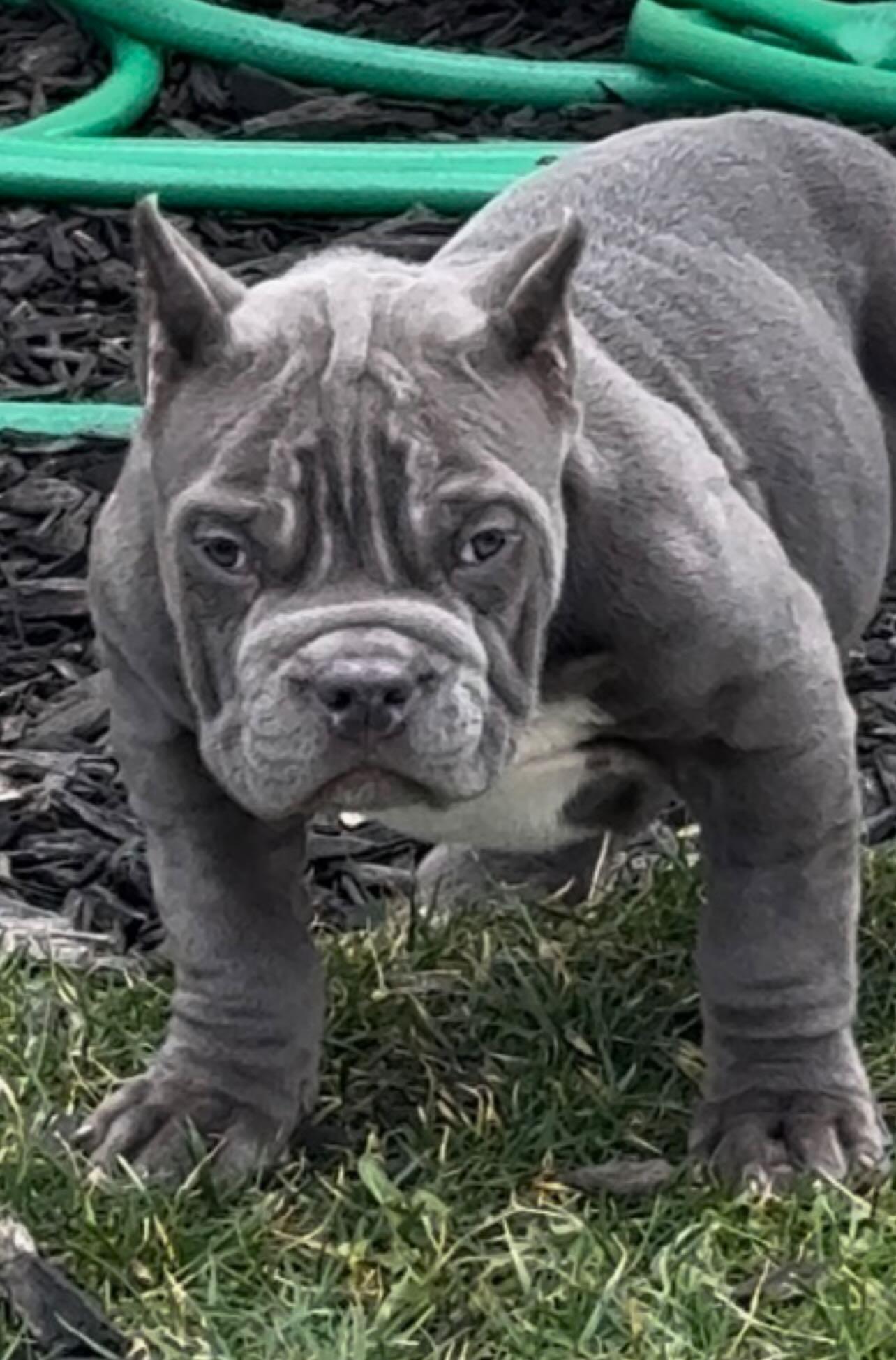 Dog Featured Image